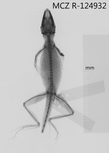 Media type: image;   Herpetology R-124932 Aspect: dorsoventral x-ray